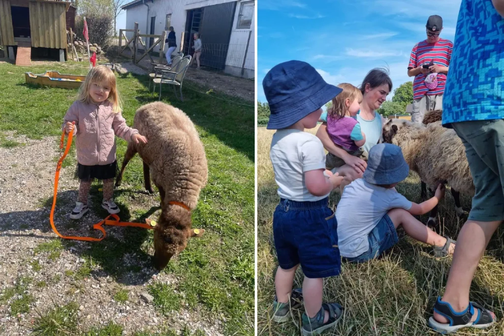 Feriebyens Camping i Rødvig | Camping tæt på strand, skov og klint | Naturskønne omgivelser og dyb ro