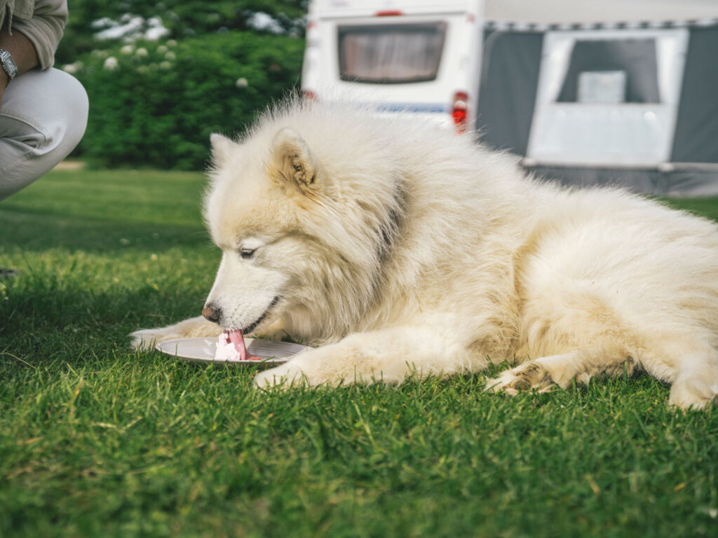 Feriebyens Camping i Rødvig | Camping tæt på strand, skov og klint | Naturskønne omgivelser og dyb ro